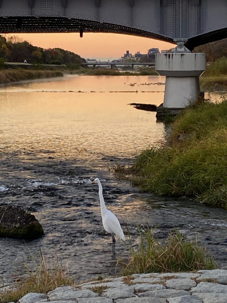 鴨川デルタ近くの水辺