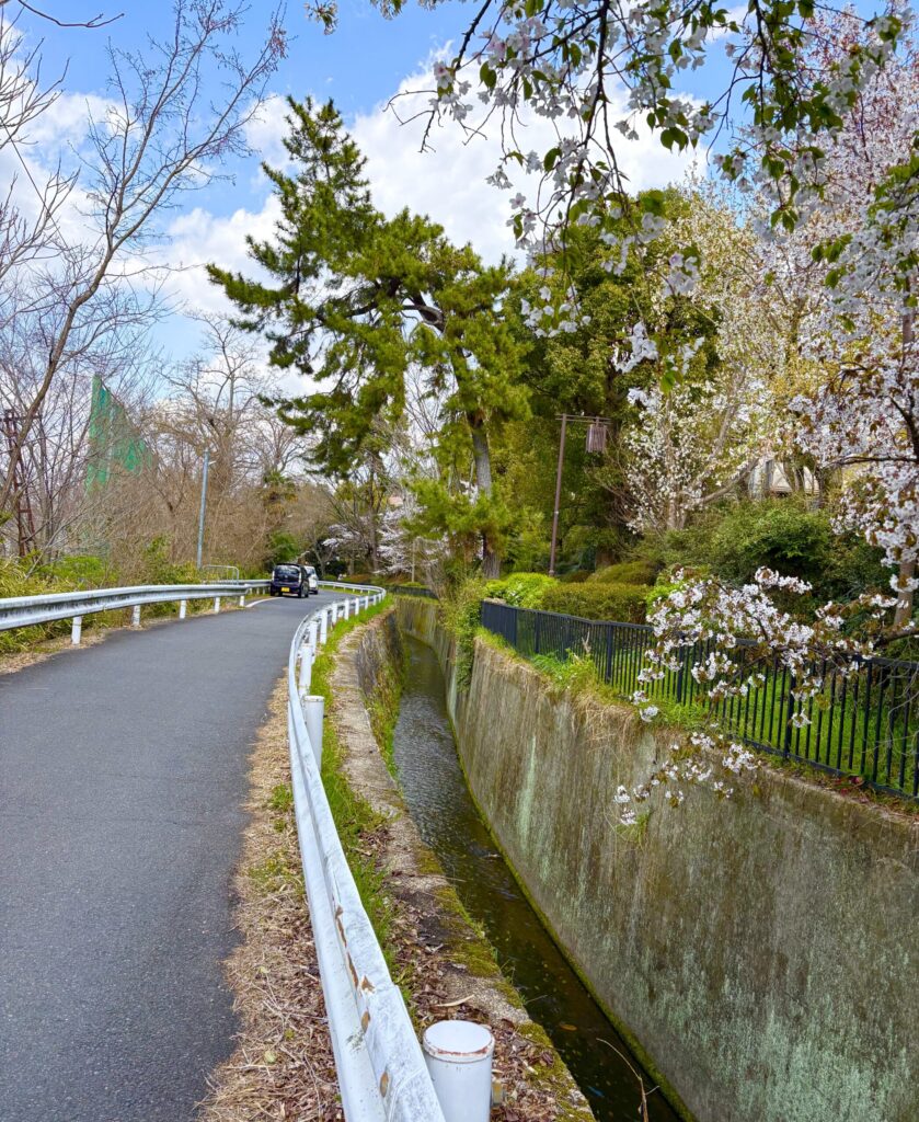 京都　白川疏水通り　桜並木