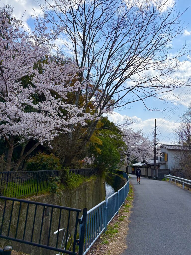 京都　白川疏水通り　桜並木