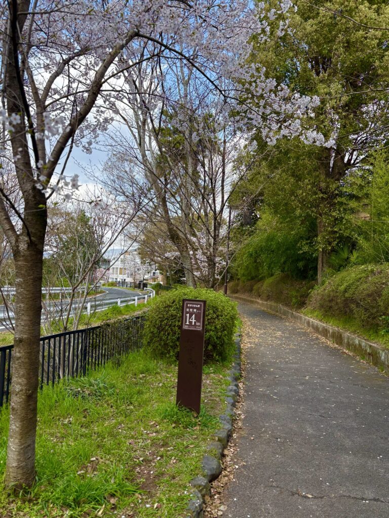 京都　白川疏水通り　桜並木