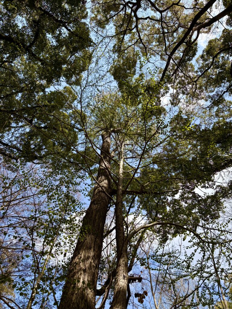 京都　糺の森　木々