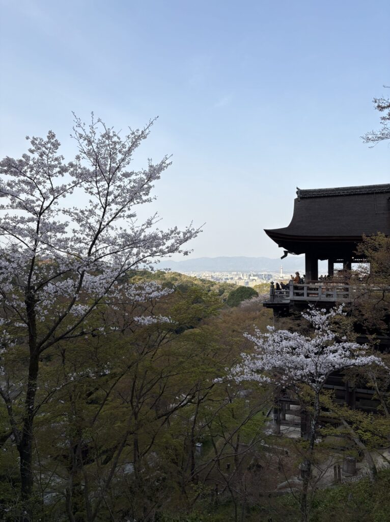 清水寺の本堂と舞台 桜に包まれた春の景色 朝7時の風景