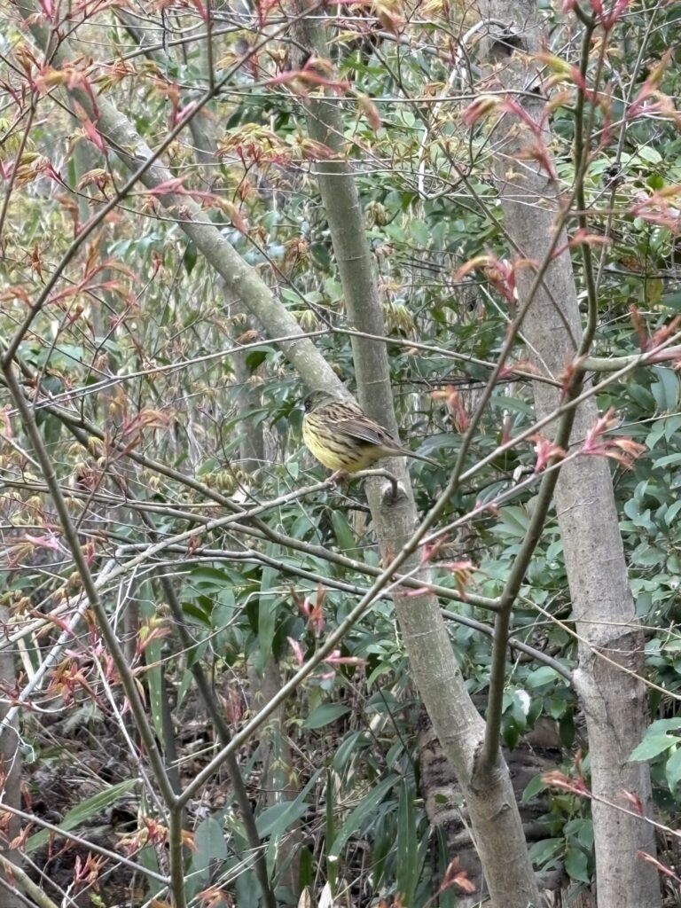清水寺　子安の塔への道沿いの木々と鳥