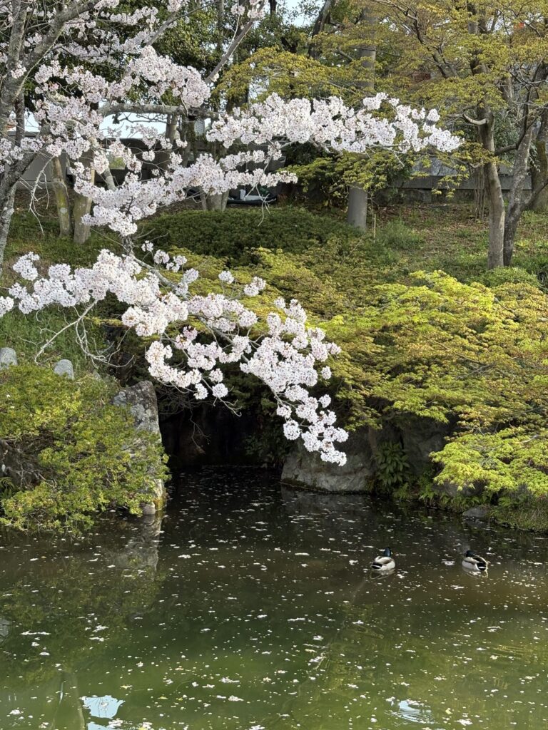 清水寺の池に桜が咲く風景