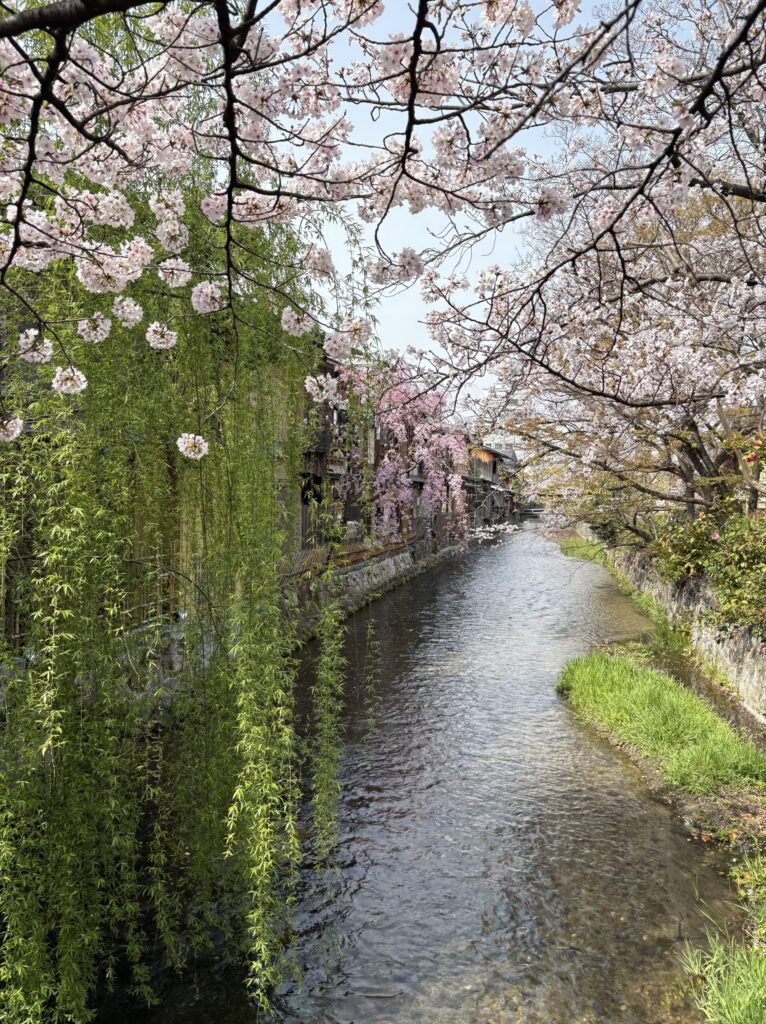 京都祇園　なすありの径　白川沿いの柳と桜