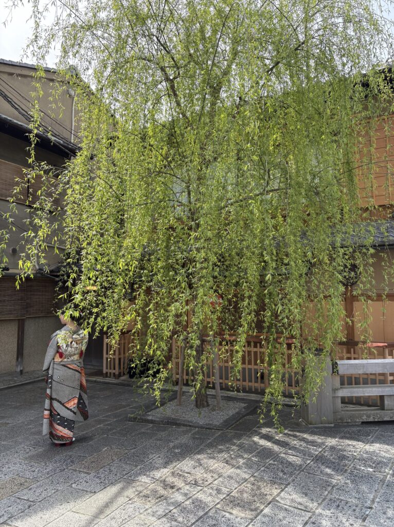京都祇園　なすありの径　白川沿いの柳と桜と着物の女性