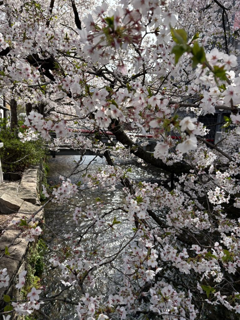 京都　白川沿い　満開の桜