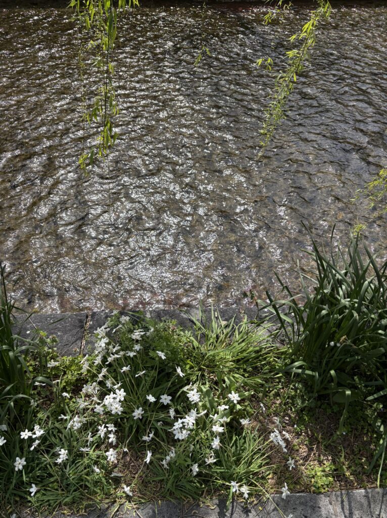 京都祇園　白川筋　白川と白い花