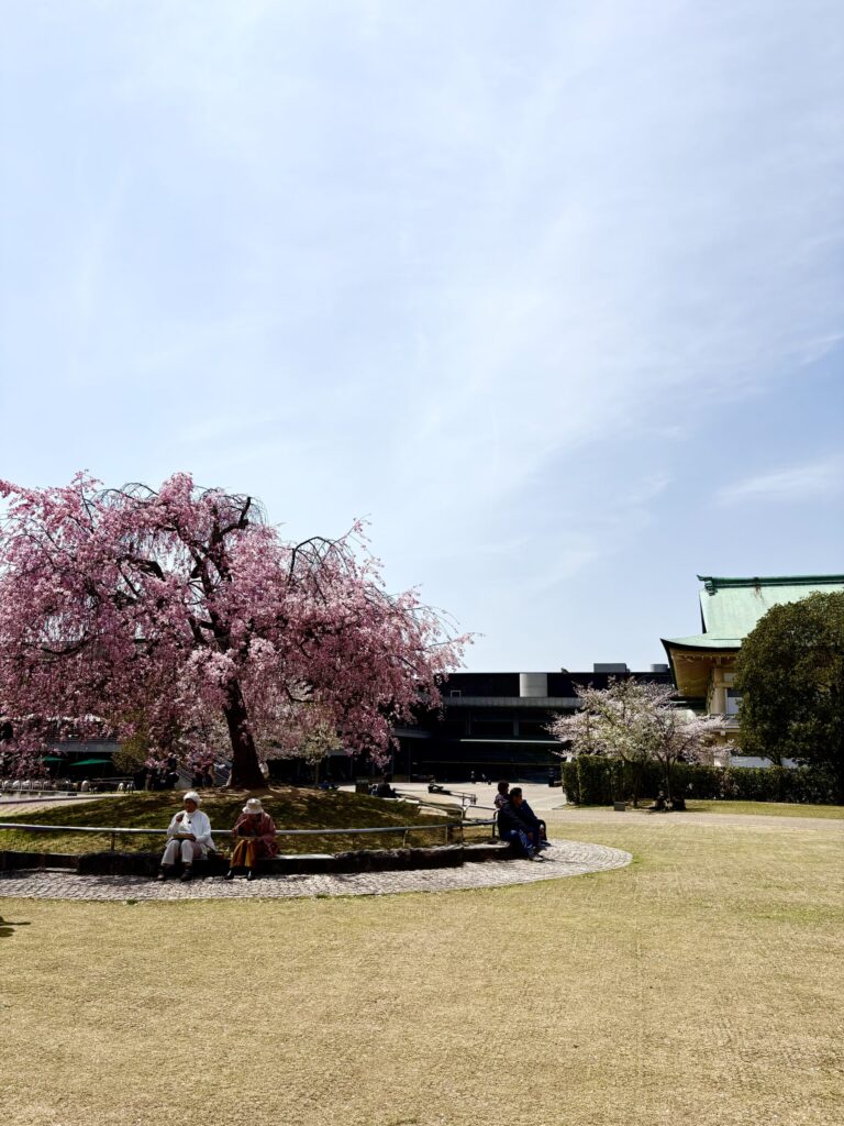 京都岡崎公園　桜の木