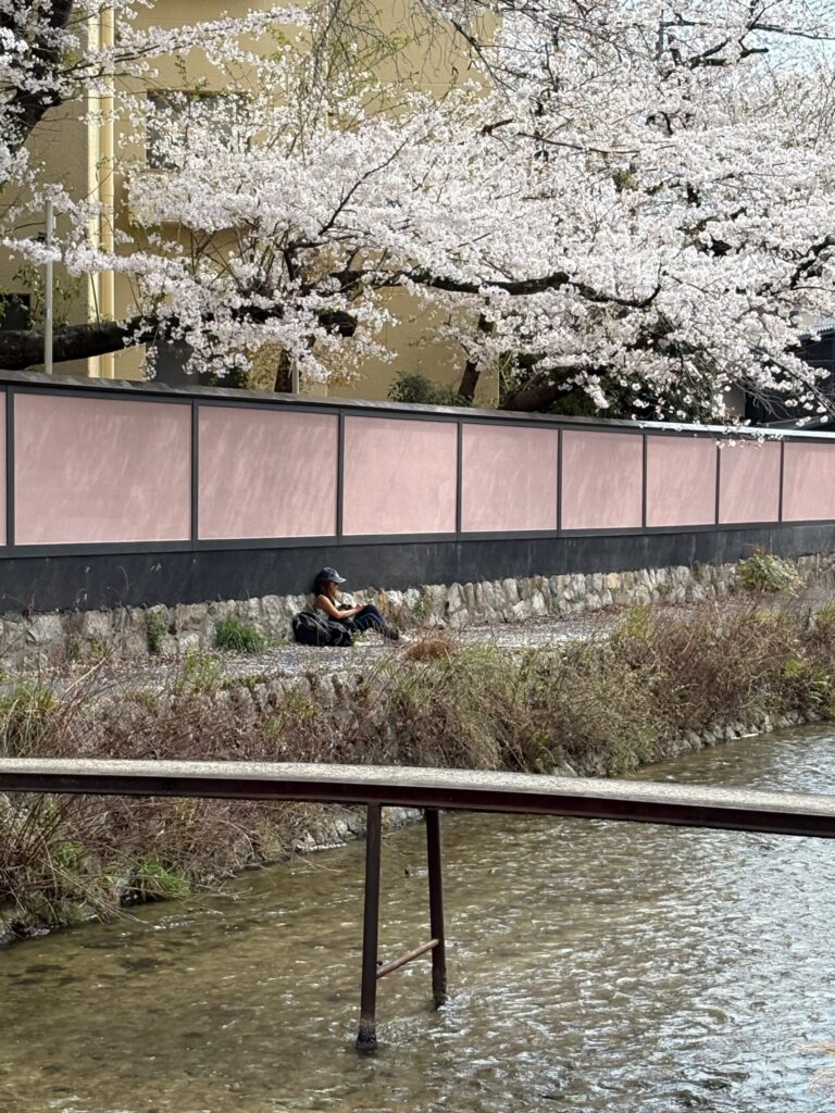 京都　岡崎疏水　白川　一本橋