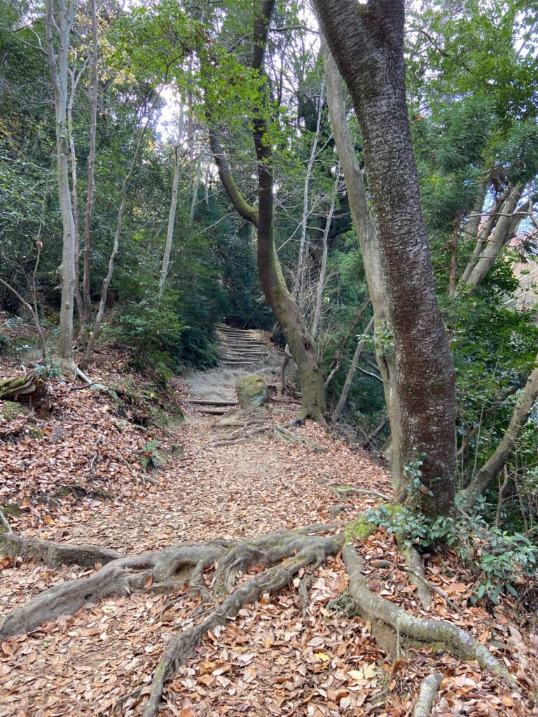 大文字山登山道・木の根と落ち葉が広がる山道
