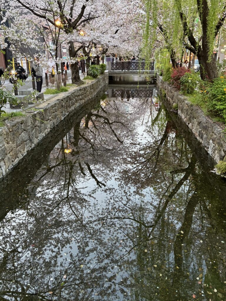 木屋町　高瀬川と桜