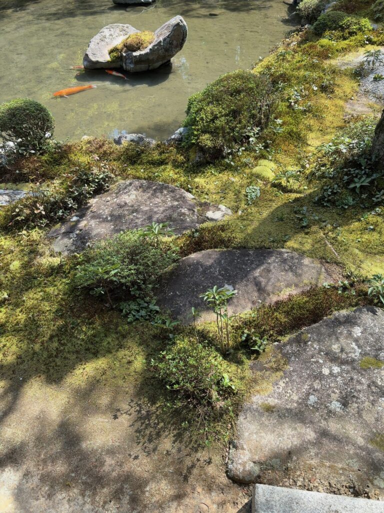 蓮華寺 書院 畳 庭園 池