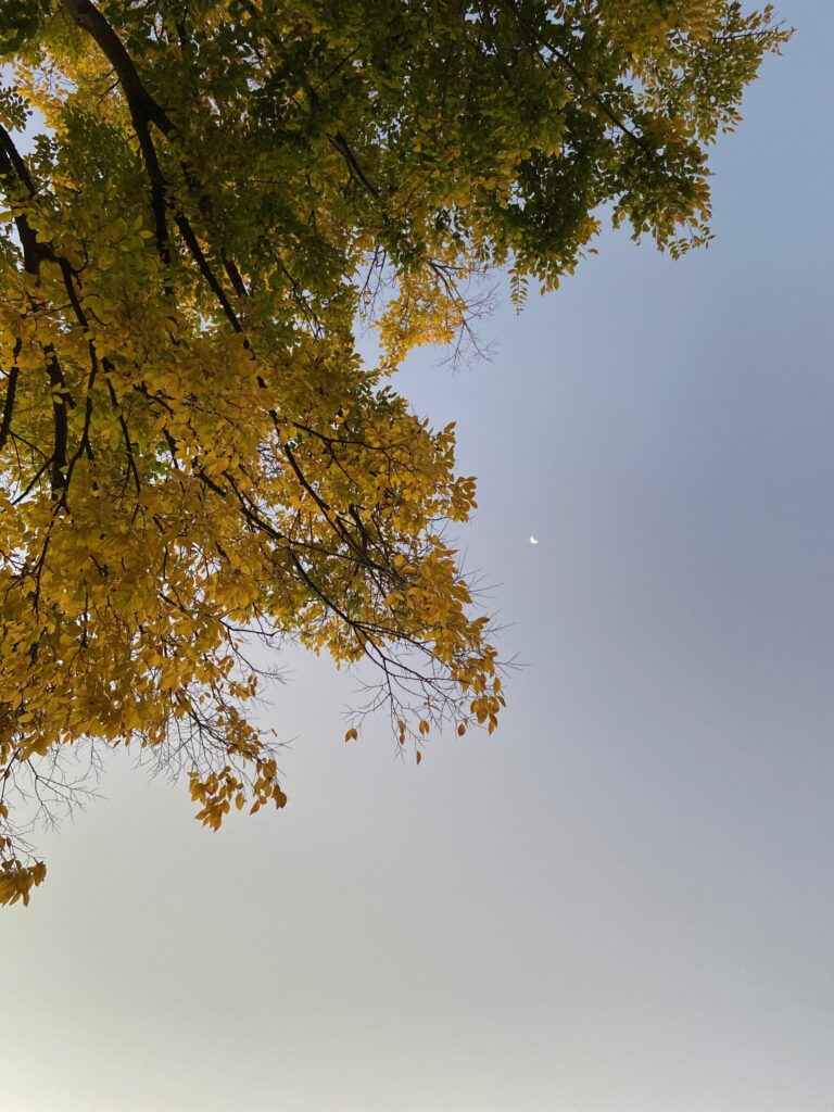 色づきはじめた黄葉の枝越しに、薄明の空に残る白い三日月