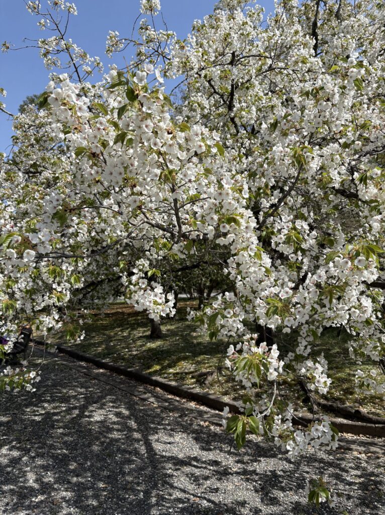 京都御苑内の桜の木