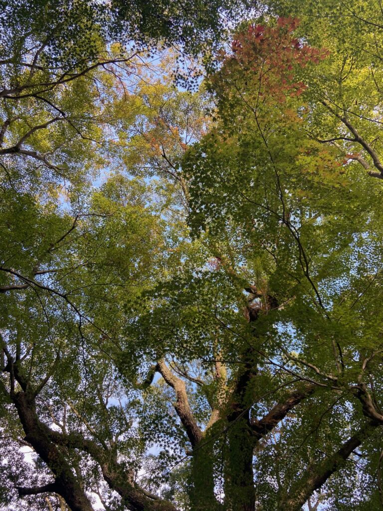 京都・東山 白瀧社 境内の木々
