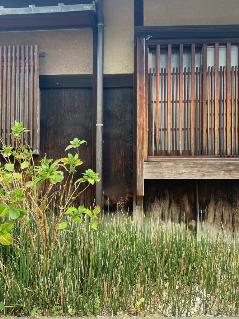 京町家の縦格子の戸と濃い木目の壁、紫陽花の若葉とトクサの緑が伸びる春の家先