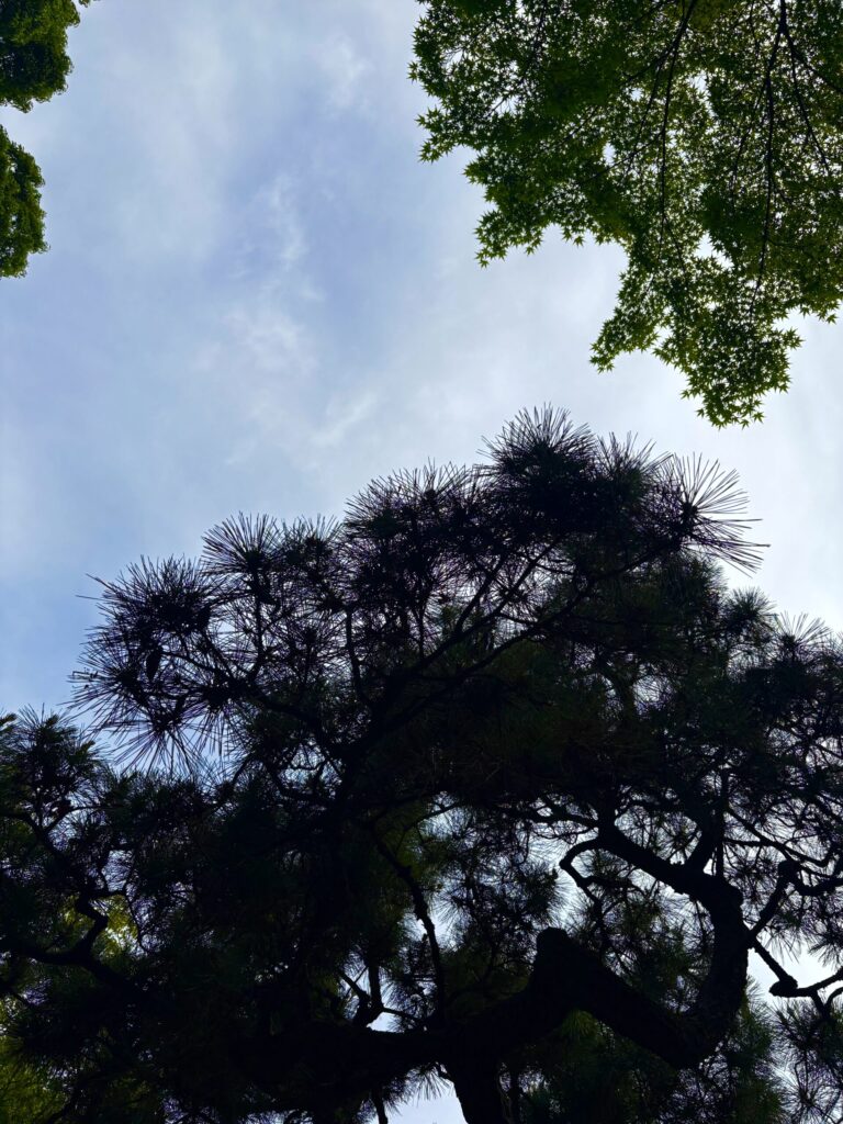 枝を広げる松の向こうに広がる、京都の空2