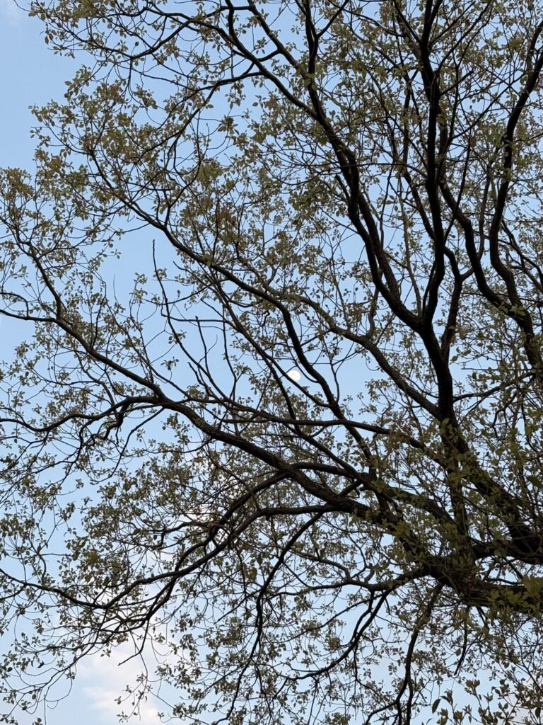 細かく枝分かれした木の梢越しに、淡い青空と小さく白い月が見える