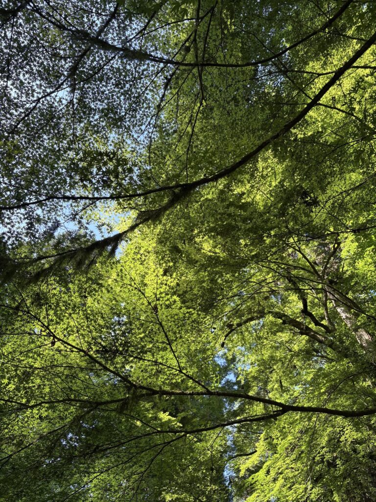 6月の貴船、見上げた青もみじの新緑と青空