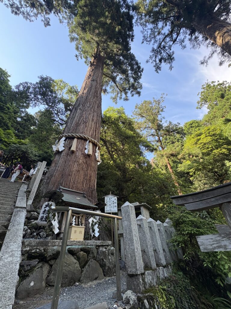 由岐神社の御神木「大杉さん」。樹齢約800年の杉が青空へ伸びる、鞍馬寺の参道