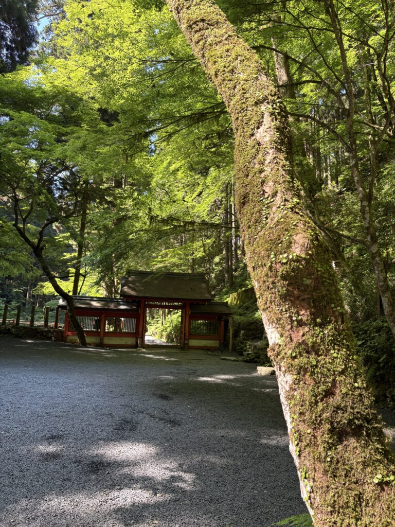 貴船・奥宮 青もみじと山門
