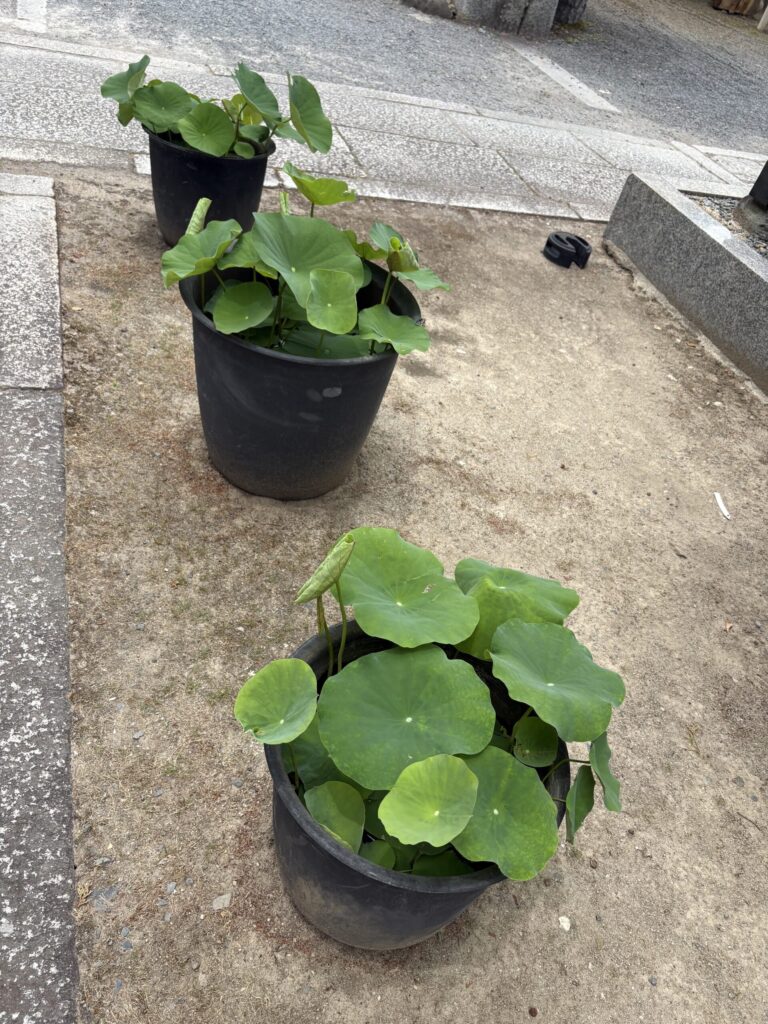 鉢で葉を広げはじめた蓮