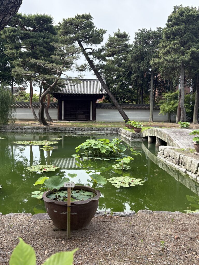 天界橋・瓶植えの蓮=核