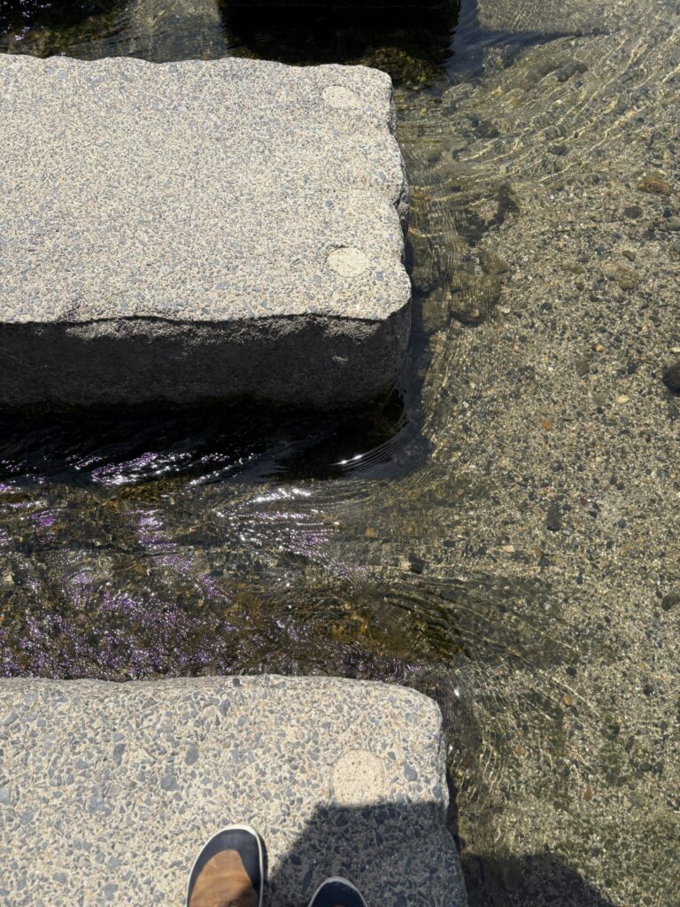 鴨川の飛び石を一歩ずつ。澄んだ流れが足元を過ぎる