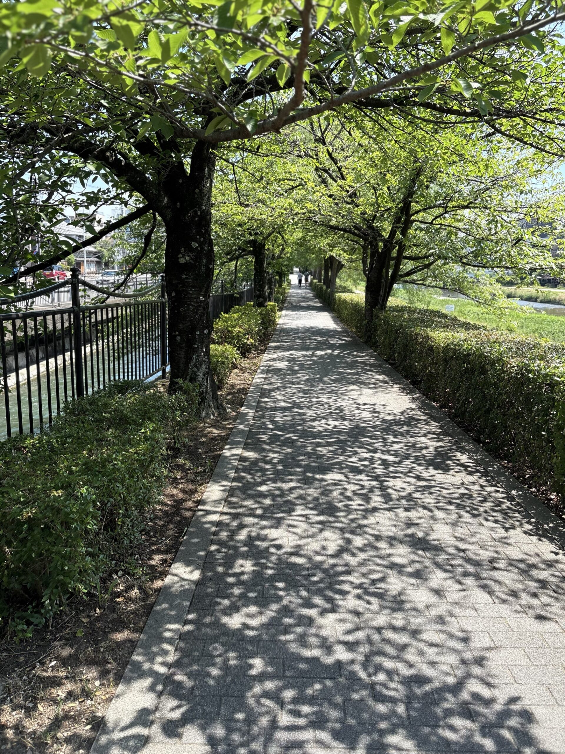 鴨川沿いの緑の遊歩道。『京都人の密かな愉しみ』ロケ地さんぽ