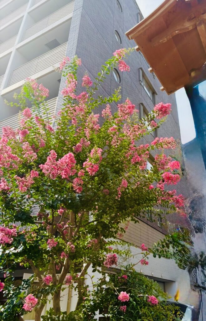 夏空に咲く、濃いピンクのサルスベリの花