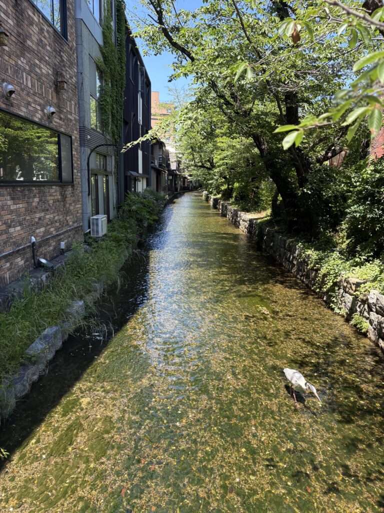 高瀬川とダイサギ(大鷺)