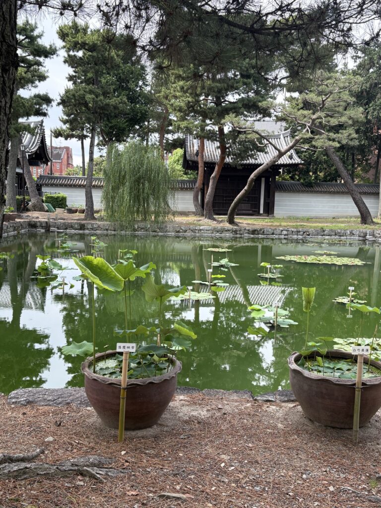相国寺の境内。蓮鉢の並ぶ池のほとりに松がのびる