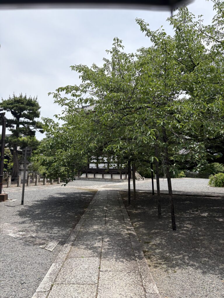 本法寺・境内の桜の木