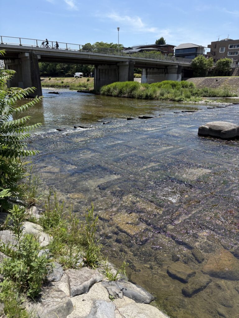 浅瀬に飛び石が続く鴨川。水がすきとおり、奥に橋が見える