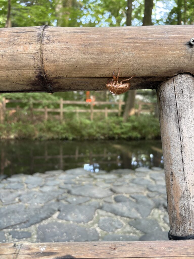 糺の森の竹の手すりにとまった蝉の抜け殻。奥に御手洗池