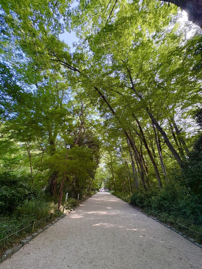 糺の森の参道。高い木々に囲まれた白砂利の道に、木漏れ日が落ちている