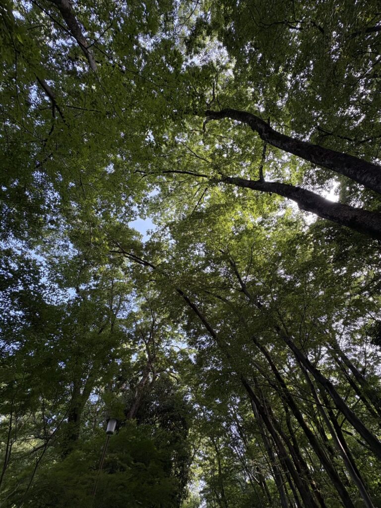 糺の森を見上げる。重なりあう緑の葉のあいだから青空が覗く