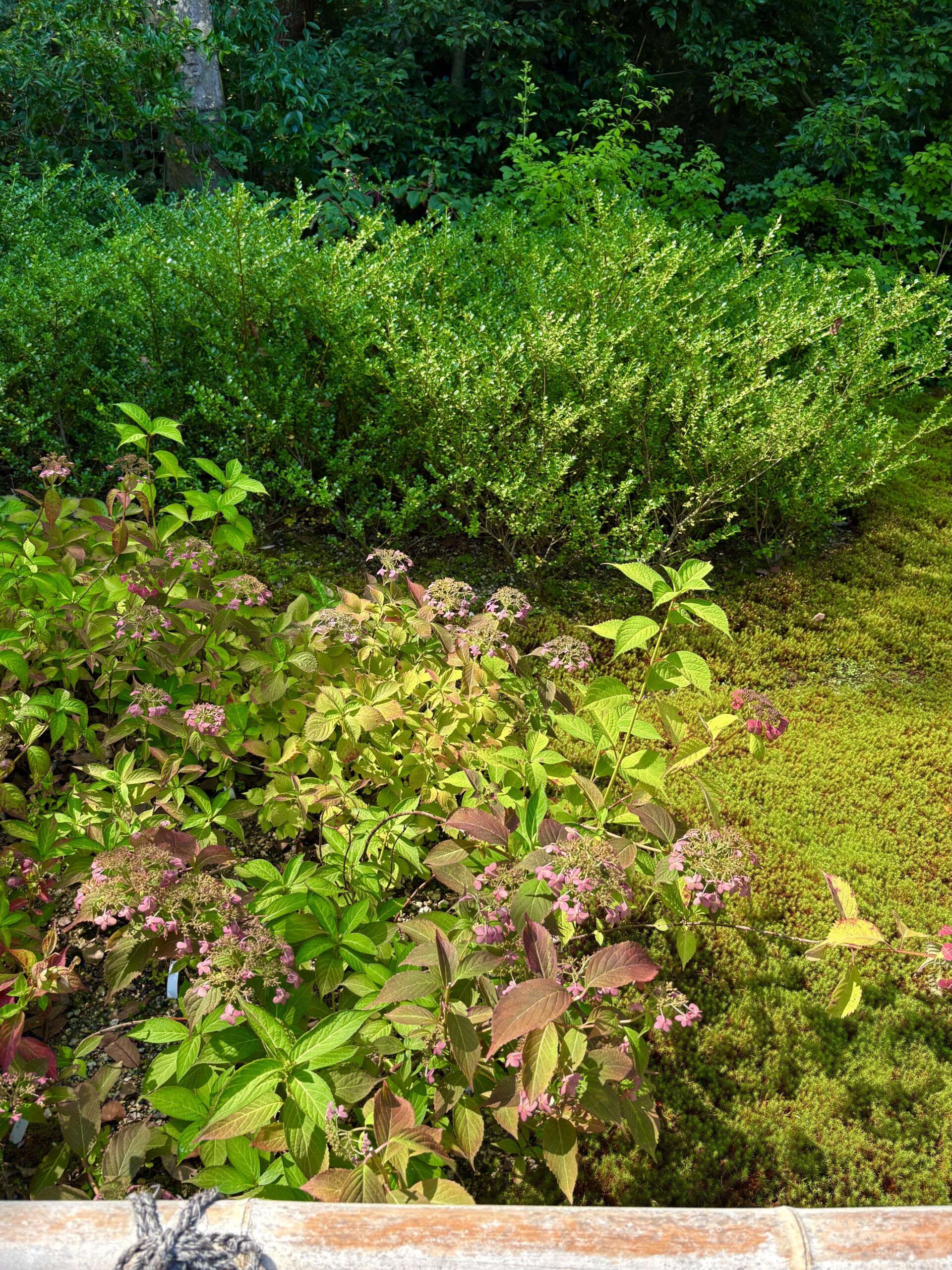 苔の上に咲く額紫陽花。七月の終わりで、花が赤紫に色づいている