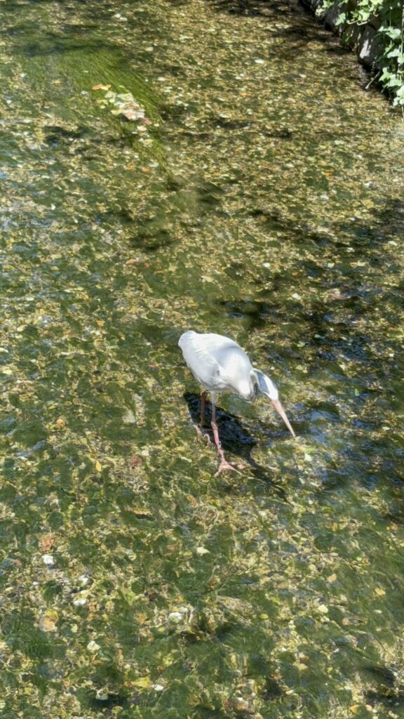 澄んだ流れに立つ白鷺。くちばしを水につけ、水底の石が緑に透けて見える