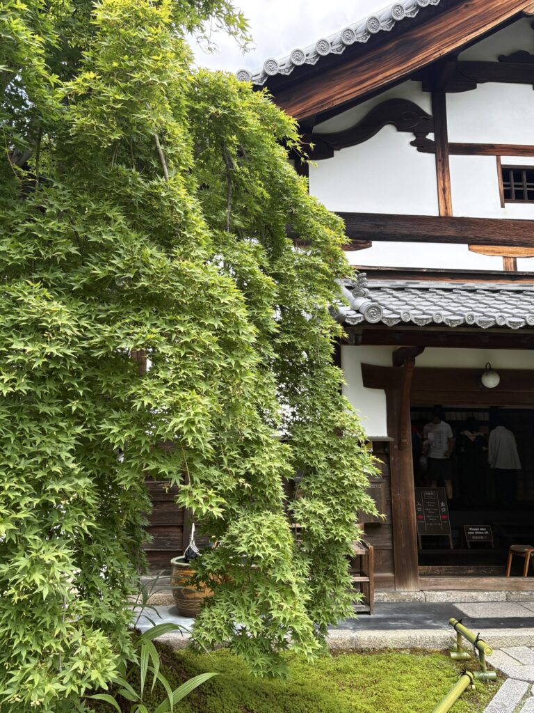 西来院の玄関。青もみじが枝を伸ばす