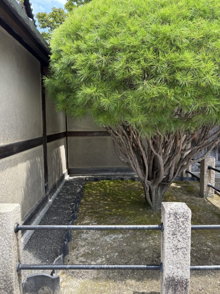 大中院の白壁ぎわに枝を広げる松