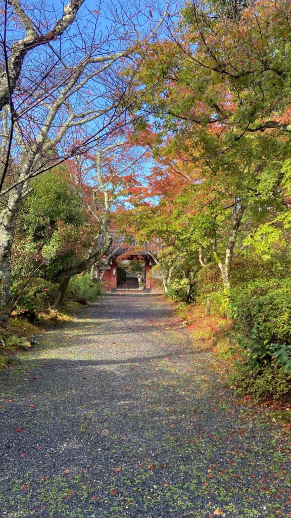 常照寺の庭。白砂に飛び石が続き、竹の結界の向こうで紅葉が色づく