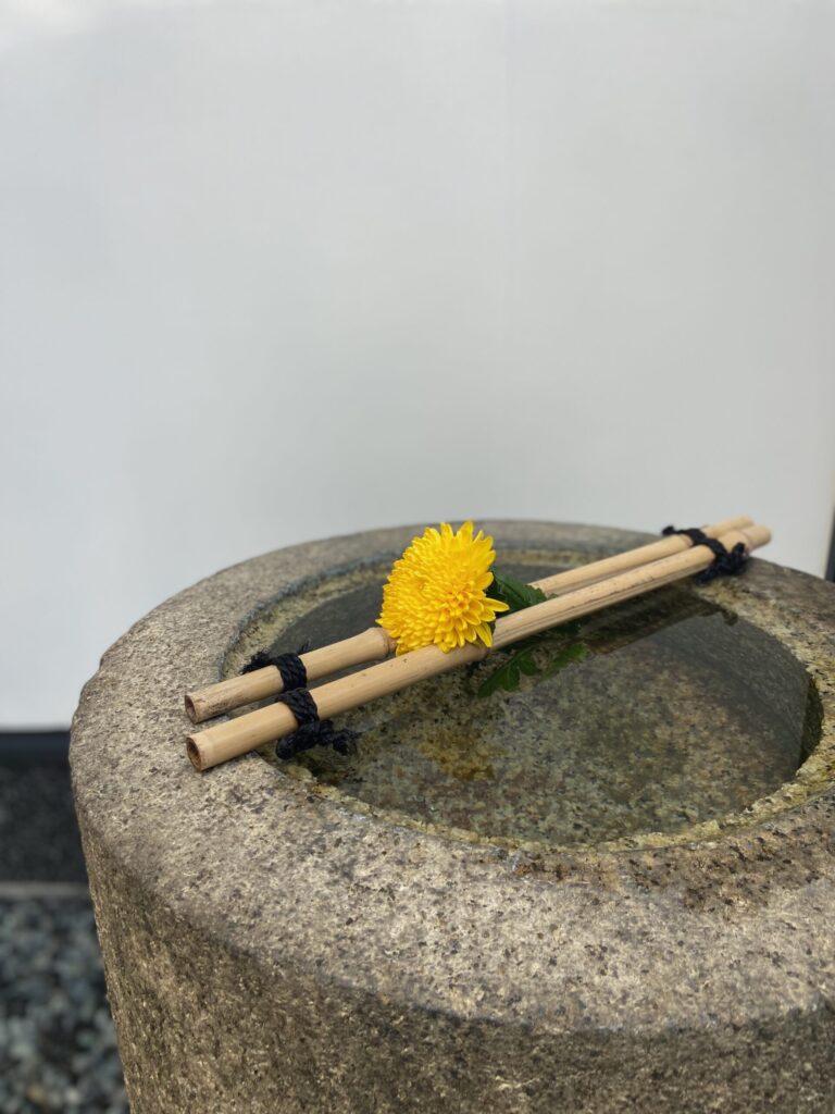 水鉢の黄菊