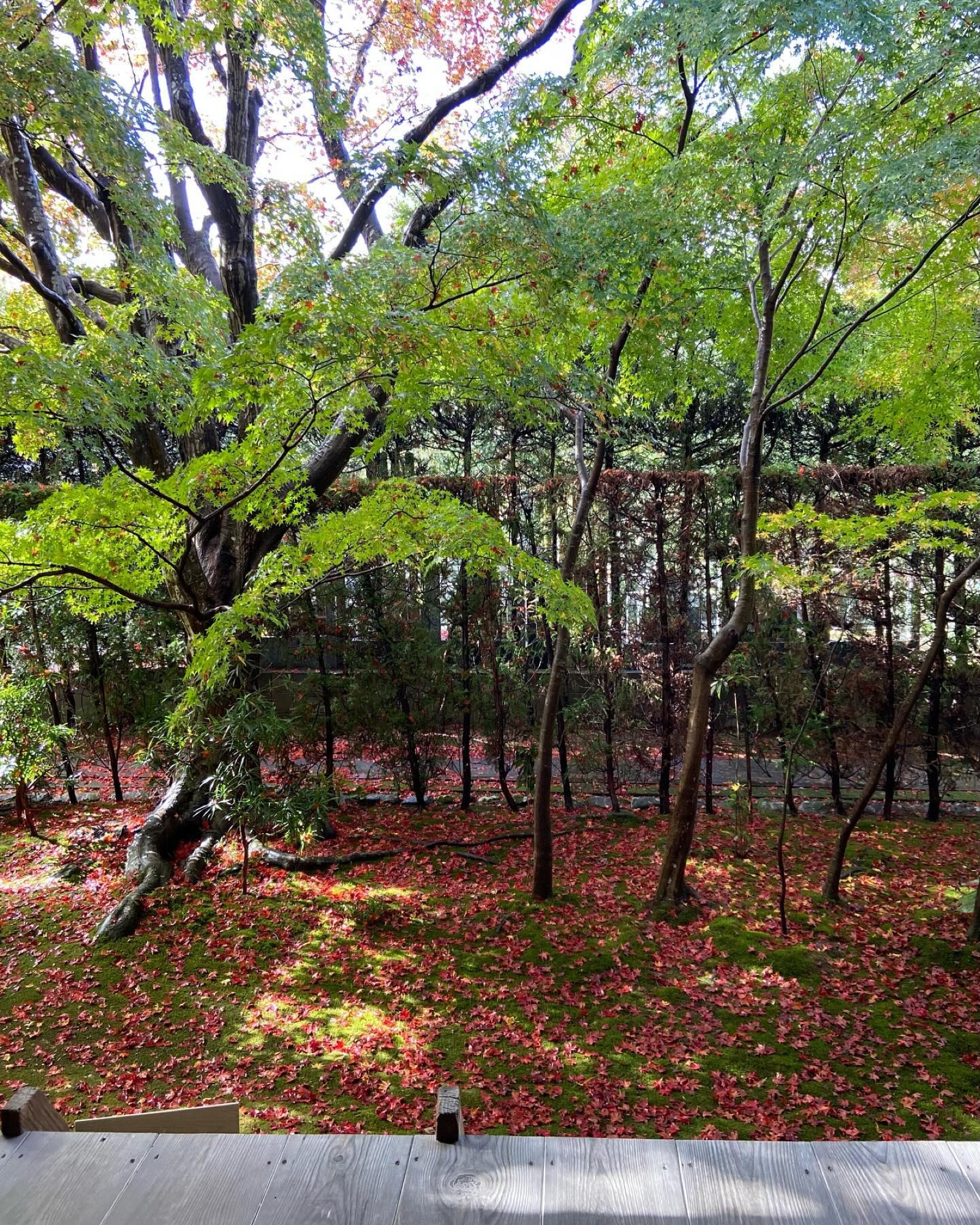 源光庵の庭。苔の上に散り敷いた赤いもみじ