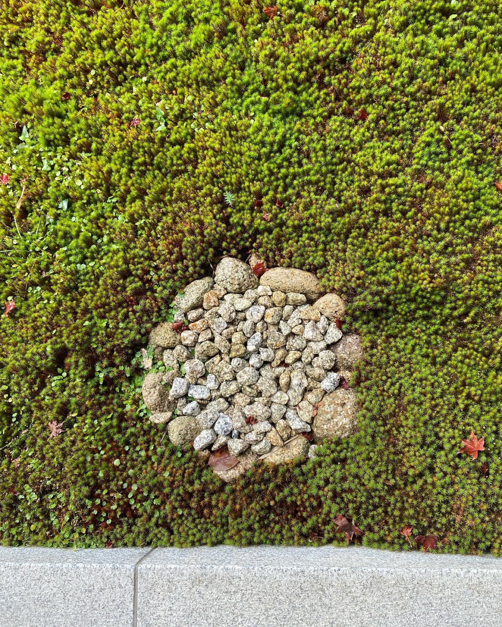源光庵の苔庭。丸く敷きつめられた石と、落ちた紅葉
