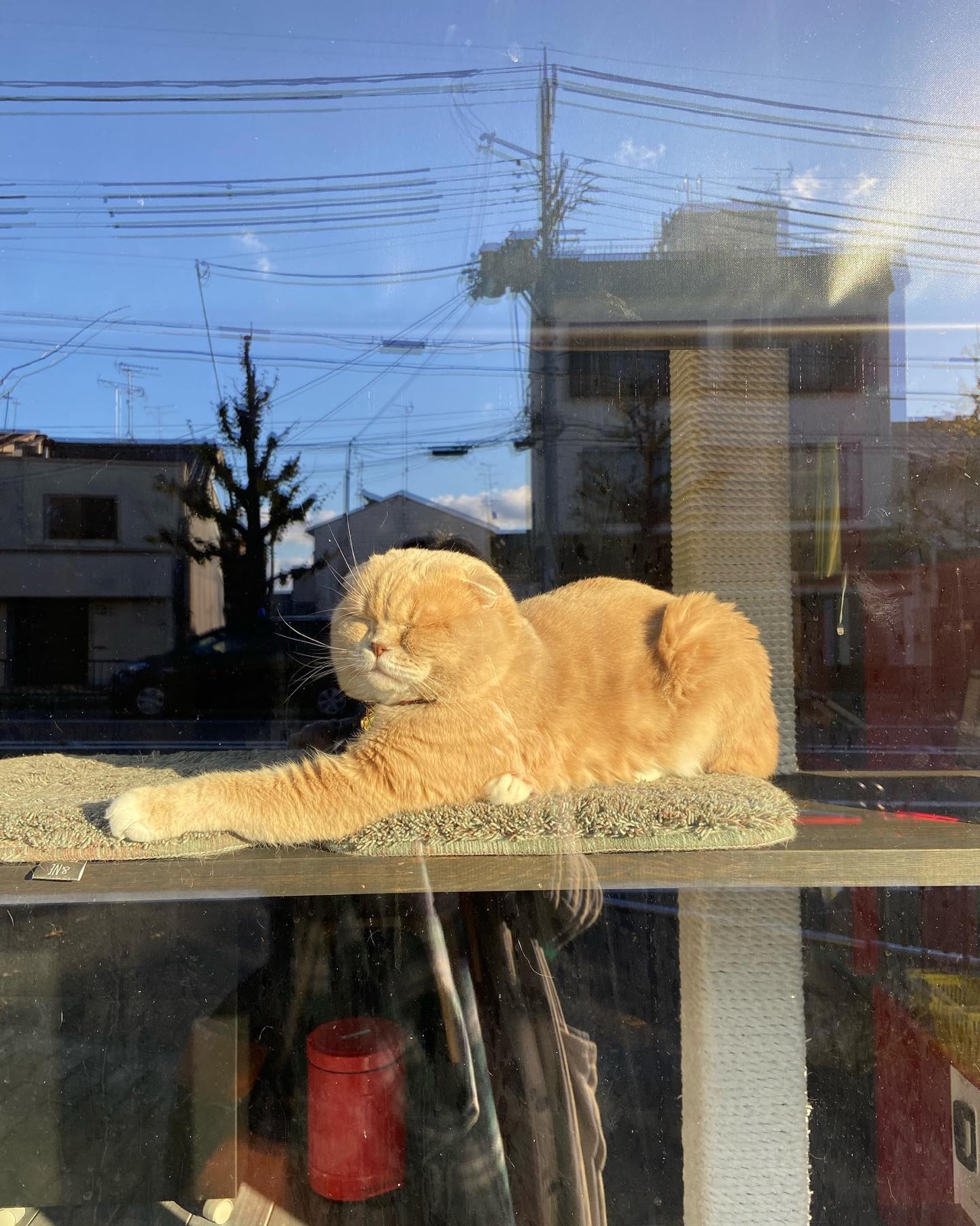 民家の窓辺で日なたぼっこをする茶トラの猫