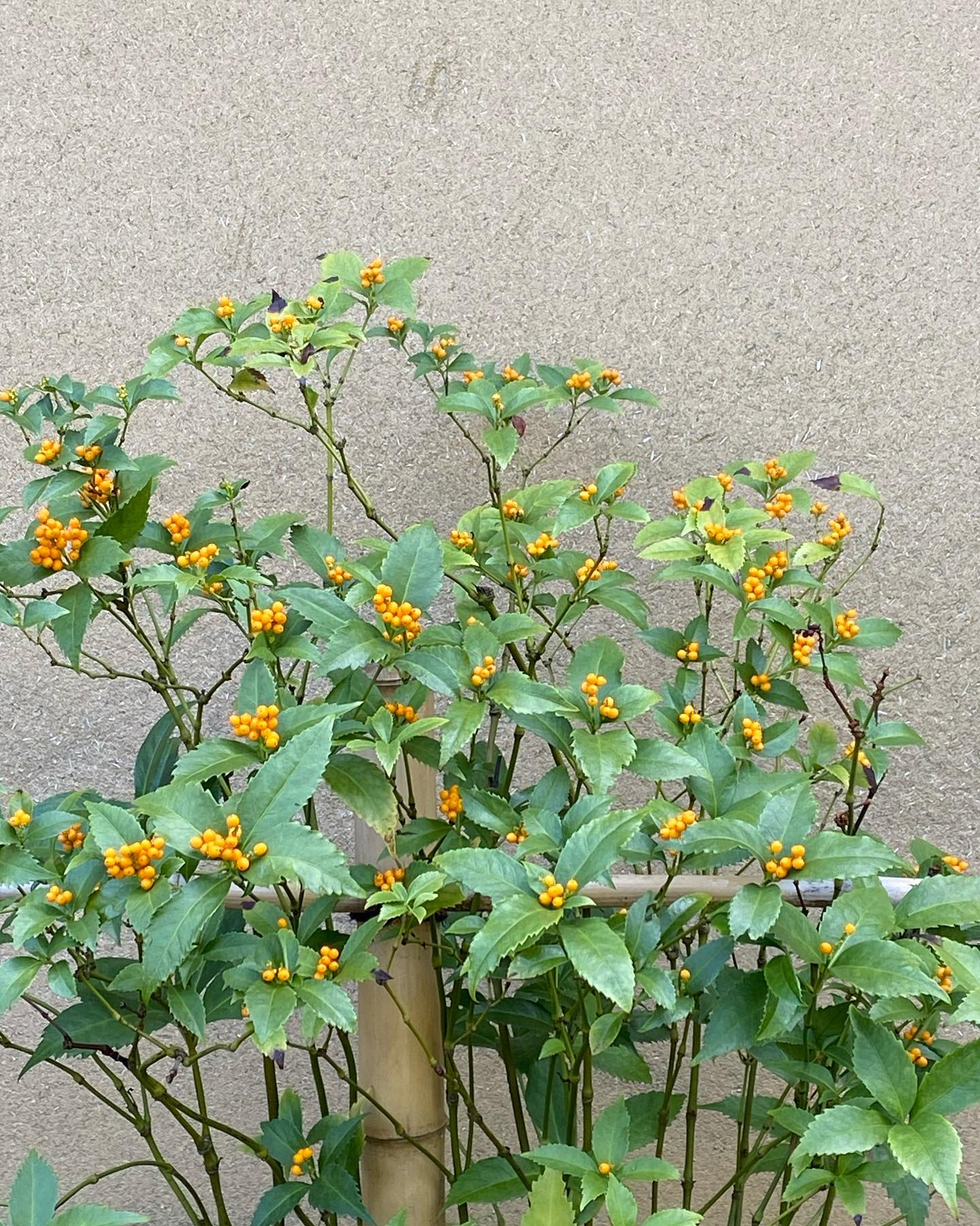 黄色い実の千両