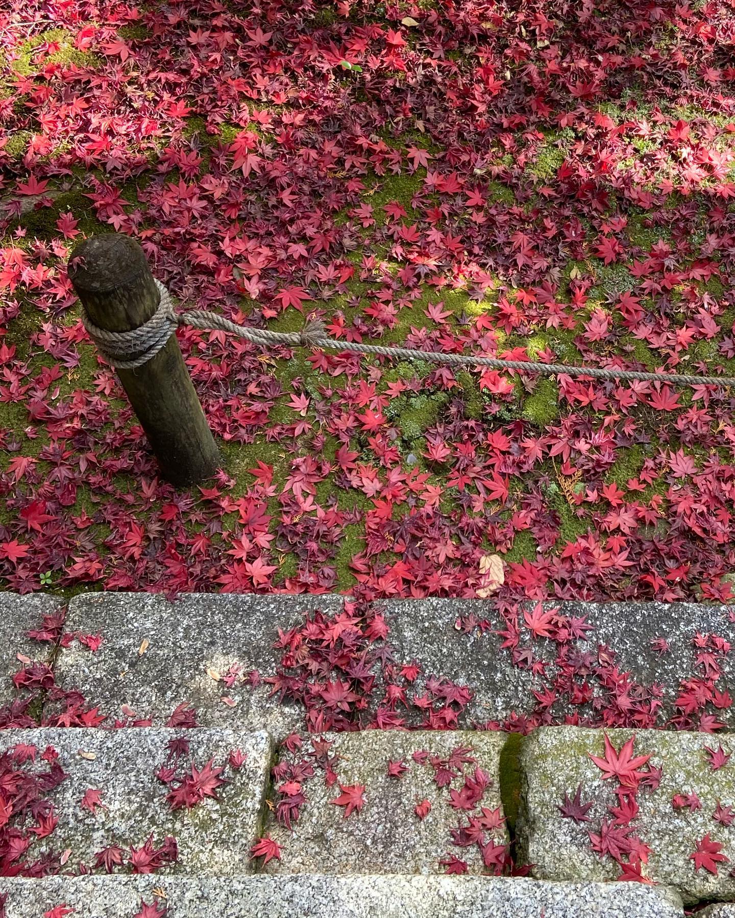 大徳寺の境内、石段に散り敷いた紅葉