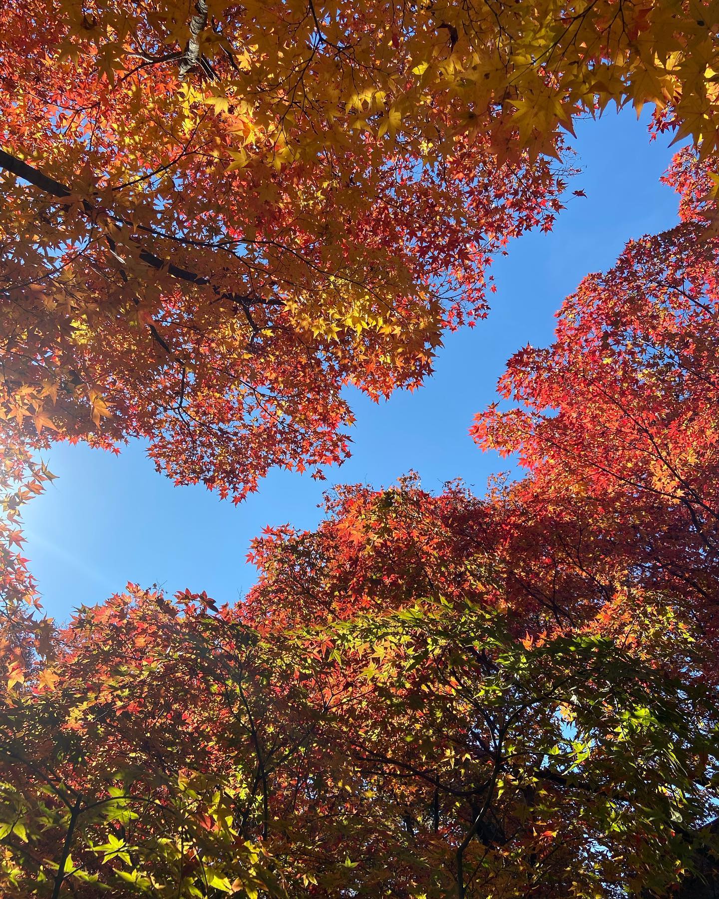 見上げる黄梅院の紅葉と青空